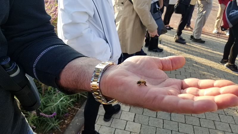 Michael showing a bee in the dream at Magdala